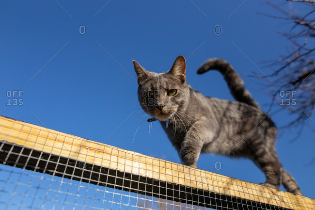Low angle view of gray cat on chicken wire fence