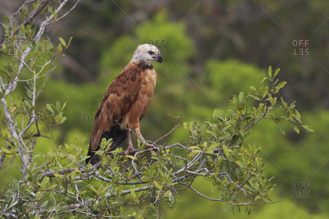 Black-collared hawk
