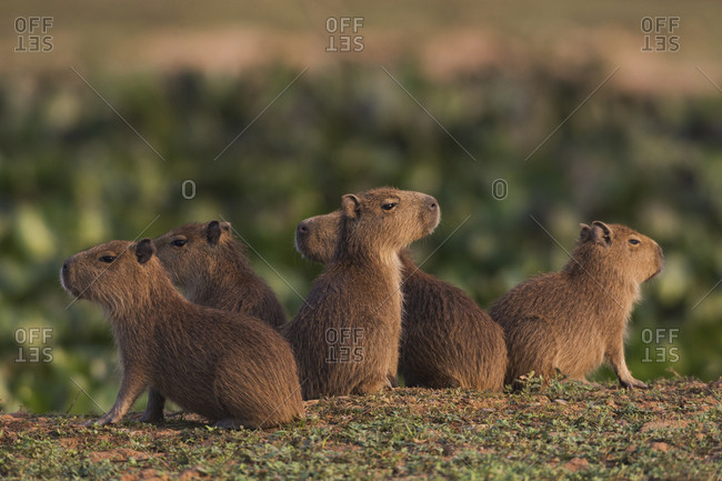 Capybara youngsters standing guard