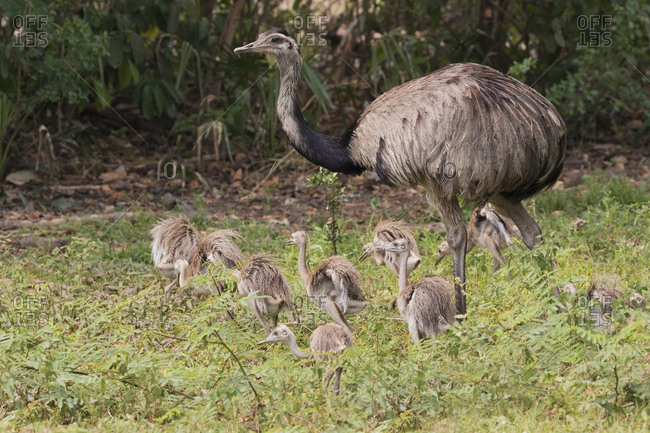 Greater rhea (male) tending chicks