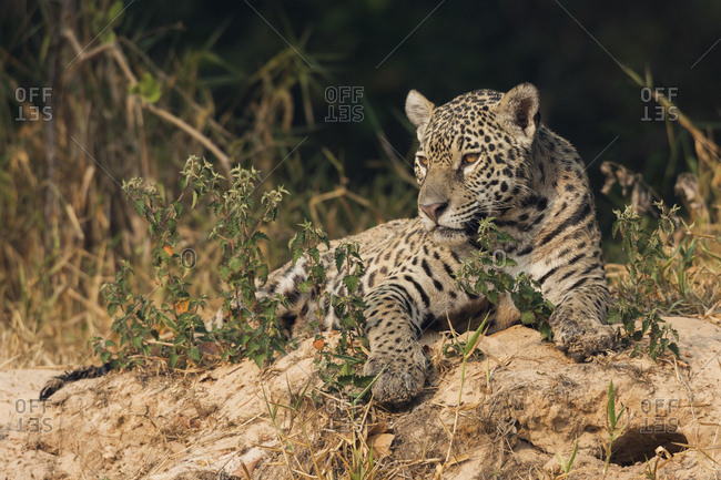 Jaguar resting on rivers edge