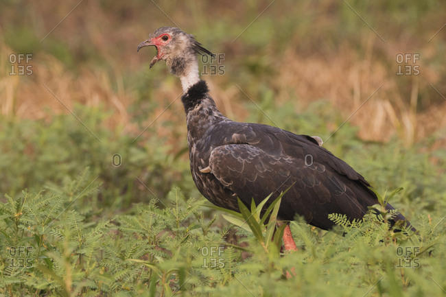 Southern screamer screaming