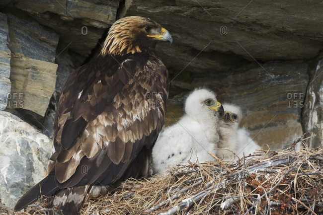 Golden eagle with chicks at nest