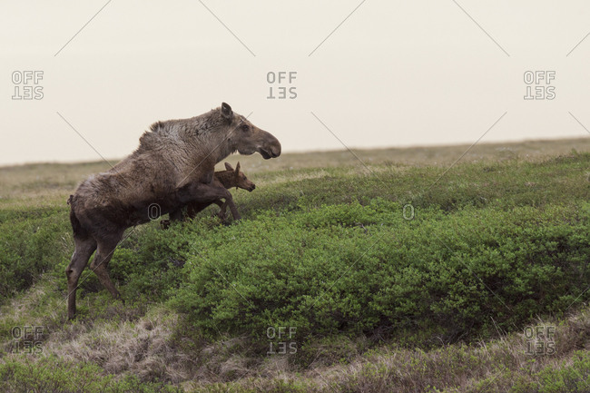 Alaskan moose cow escaping danger with newborn calf