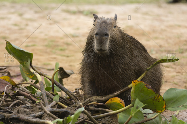 capybara stock photos - OFFSET
