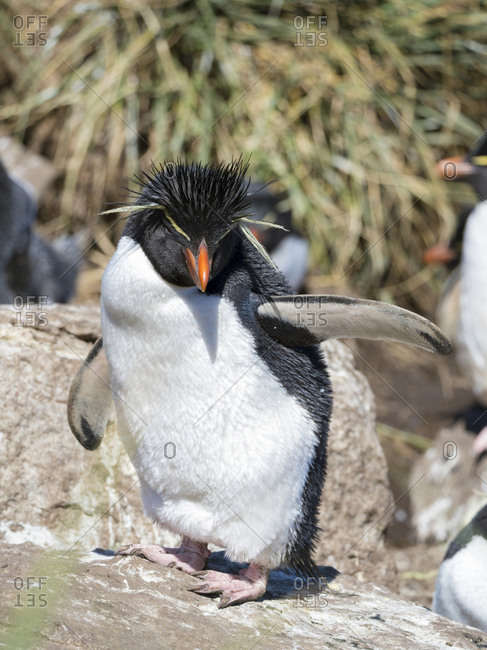 Rockhopper discount shares today