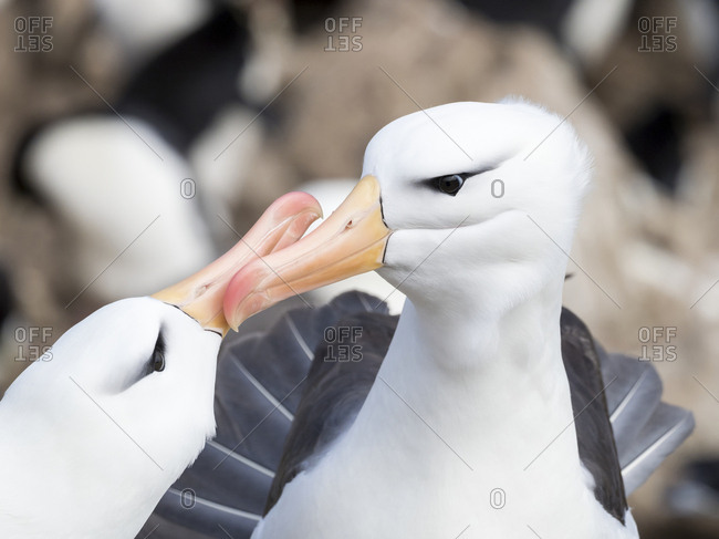 Black-browed albatross or black-browed mollymawk (Thalassarche melanophris), typical courtship and greeting behavior.