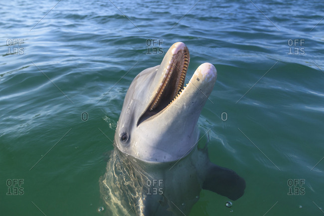 Large group of bottlenose dolphins, Seymour, Galapagos, Ecuador, South  America stock photo