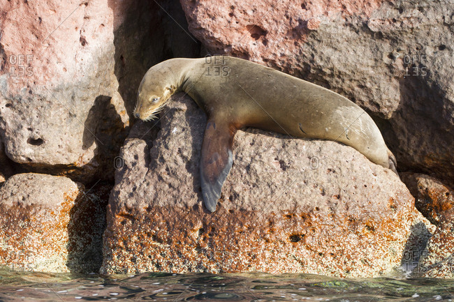Seal. Los Islotes. Baja California, Sea of Cortez, Mexico.