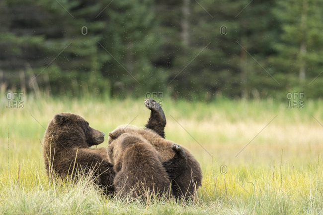 A brown bear, also called grizzly bear (Ursus Arctos) nurses her cubs in Lake Clark National Park, Alaska.