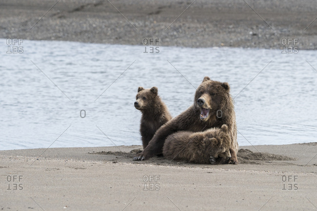 A mother yawns after just finishing nursing two bear cubs, Lake Clark National Park, Alaska.