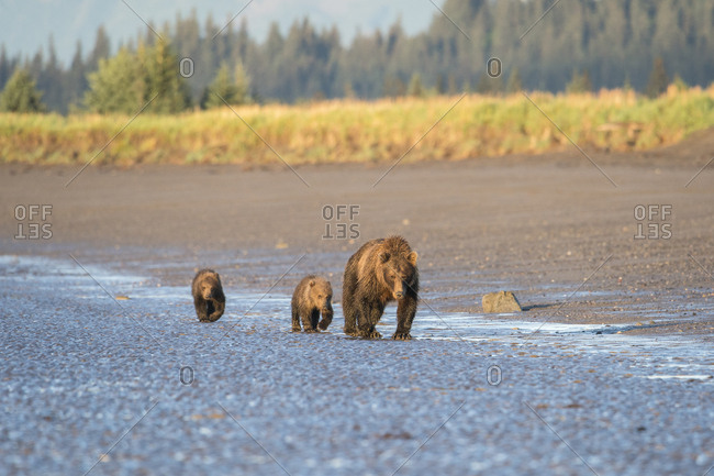 A mother brown bear (Ursus Arctos) walks with her two cubs along the tidal edge of the ocean in Lake Clark National Park, Alaska.
