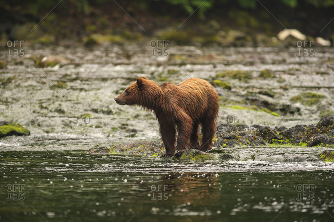 Young Brown Bear (Ursus Arctos) fishing for spawning salmon at Freshwater Bay creek, Tenakee Inlet, Chichagof Island, Tongass National Forest, Inside Passage, Alaska, USA