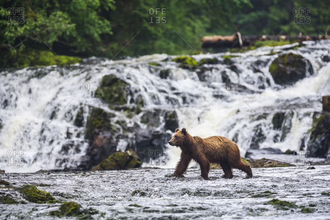 Young Brown Bear (Ursus Arctos) fishing for spawning salmon at Freshwater Bay creek, Tenakee Inlet, Chichagof Island, Tongass National Forest, Inside Passage, Alaska, USA