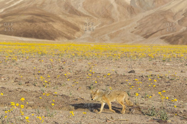 California. A coyote, Canis Latrans, walks through blooming desert marigolds in Death Valley during Spring's super bloom of 2016.
