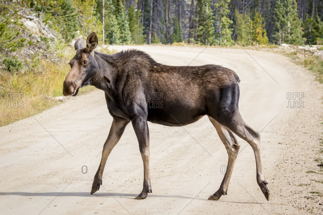 female moose stock photos - OFFSET