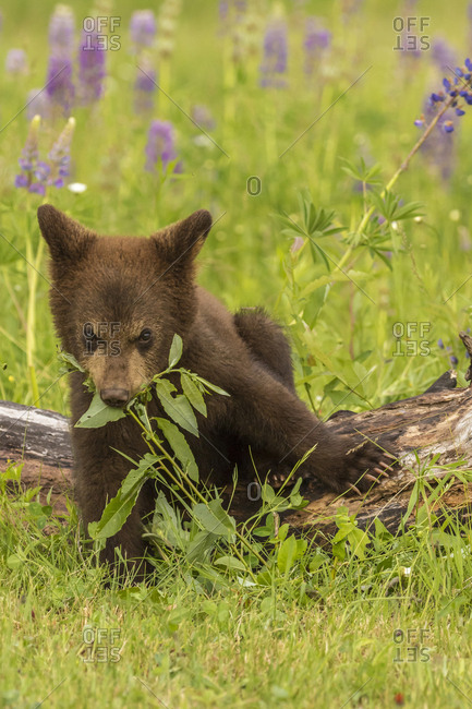 USA, Minnesota, Minnesota Wildlife Connection. Captive black bear cub eating plant.