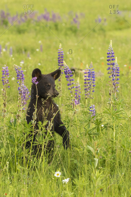 USA, Minnesota, Minnesota Wildlife Connection. Captive black bear cub.