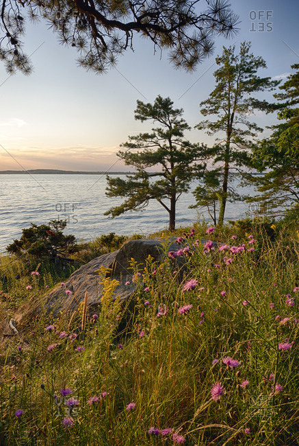 USA, New York State. Wildflowers bathed in sunset light, Kring Point State Park, Thousand Islands