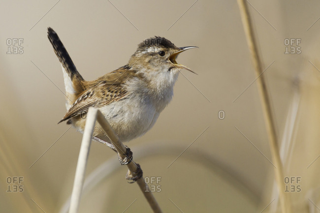 Marsh wren, territory song