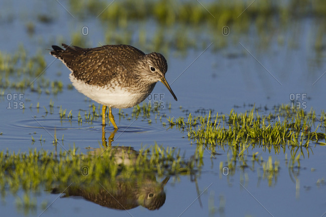 Solitary sandpiper foraging - Offset Collection