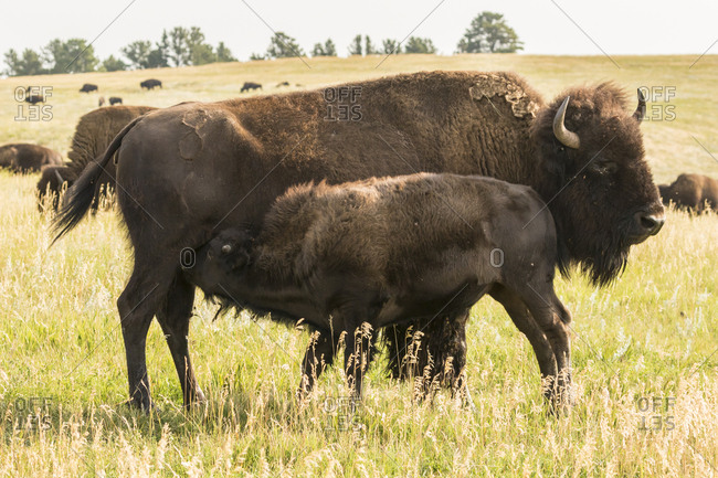 USA, South Dakota, Custer State Park. Bison calf nursing.