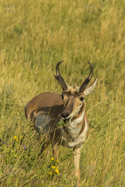 USA, South Dakota, Custer State Park. Pronghorn eating.