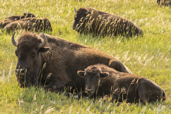 USA, South Dakota, Custer State Park. Bison cow and calves.