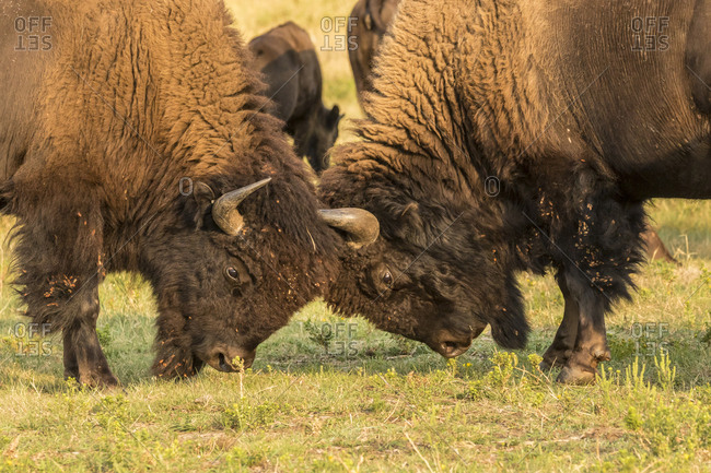 USA, South Dakota, Custer State Park. Bison bulls fighting.