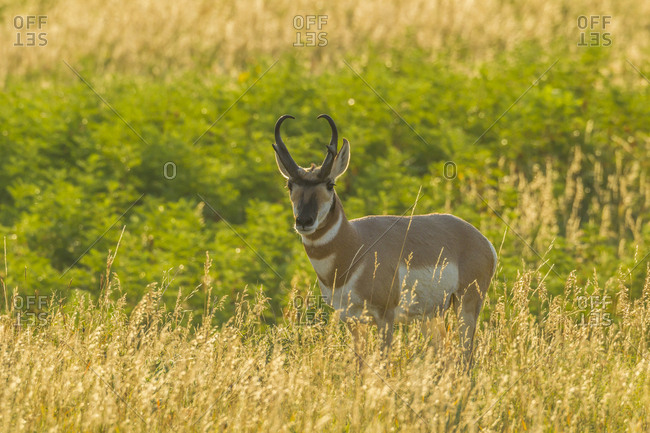 USA, South Dakota, Custer State Park. Pronghorn buck and backlit grass.