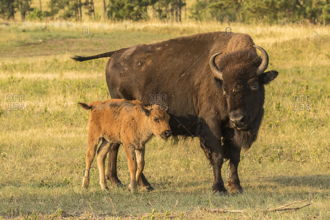 USA, South Dakota, Custer State Park. Bison cow and calf.