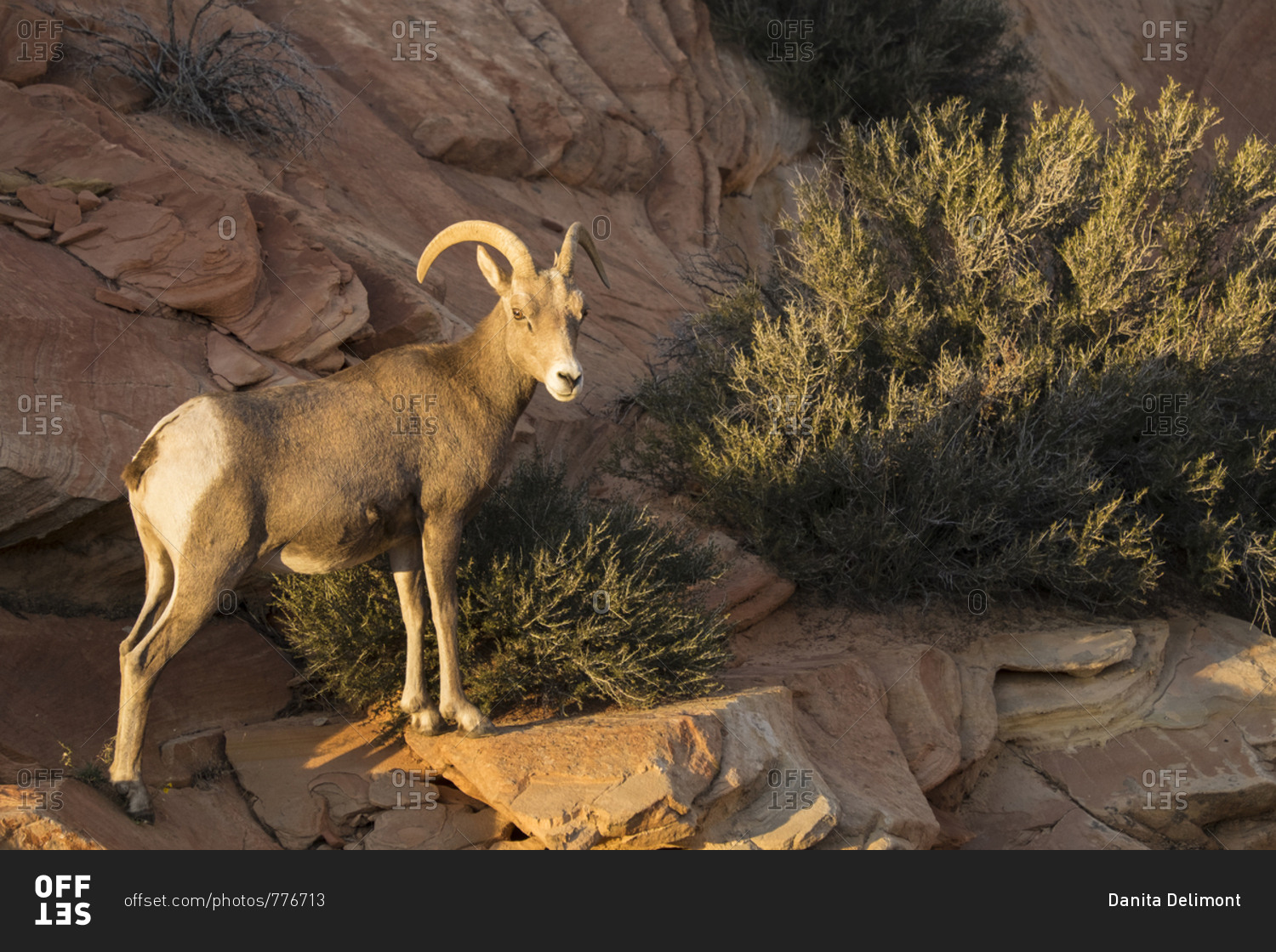 Utah. A female desert bighorn sheep stands on red rocks in late