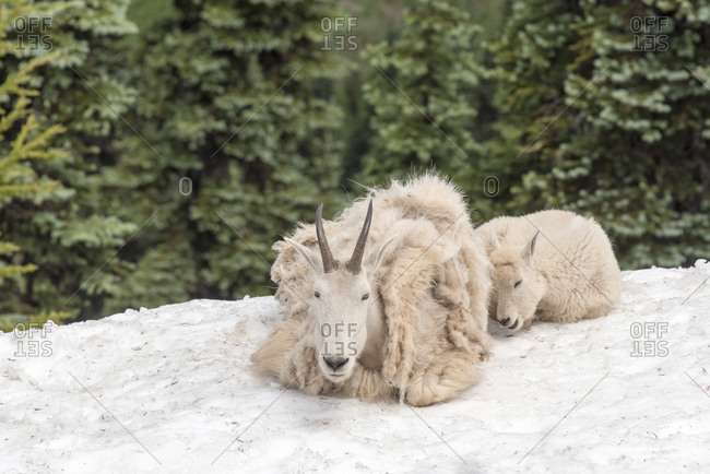 USA, Washington State, Olympic National Park Mountain goat adult and kid rest in residual snow field Klahhane Ridge trail