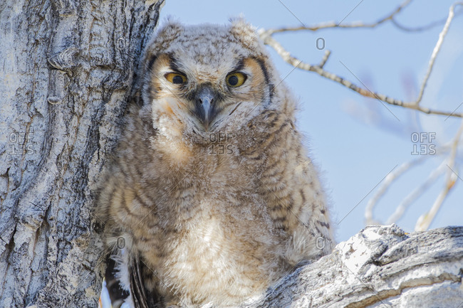 USA, Wyoming, Lincoln County. Great Horned Owlet perching on a cottonwood limb in spring.