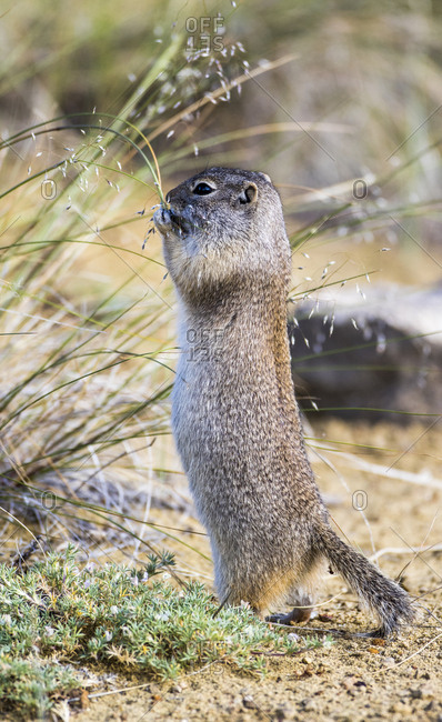 USA, Sublette County, Wyoming. Uintah Ground Squirrel stands on its back legs to eat grass seeds.