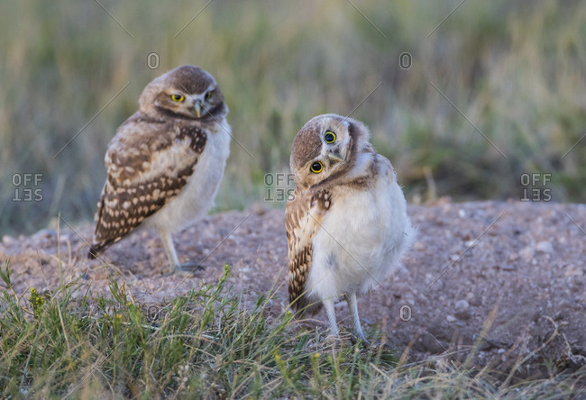 USA, Wyoming, Sublette County. Two young Burrowing owls stand at the edge of their natal burrow