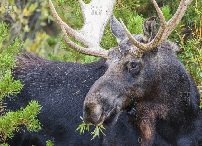 arctic moose