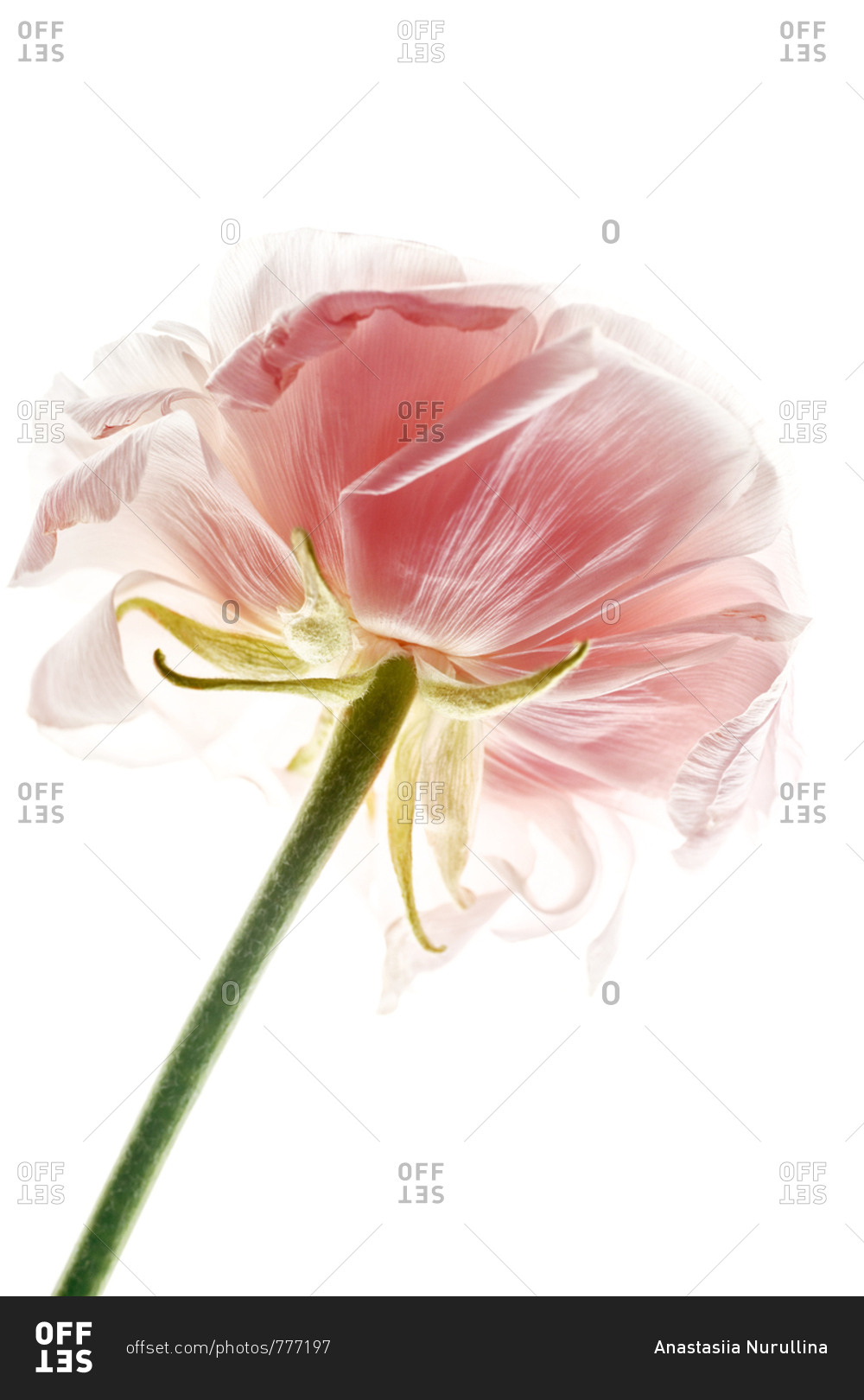 Ranunkulus flower on white seamless background