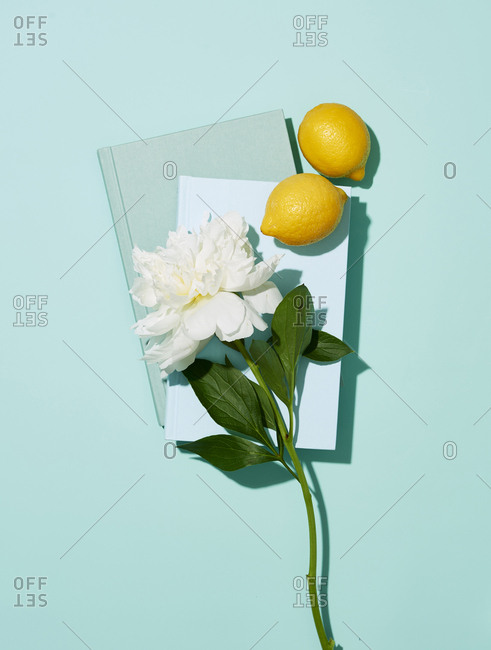 White peony with books and lemons on plain background