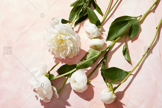 White peonies with stems on pink background