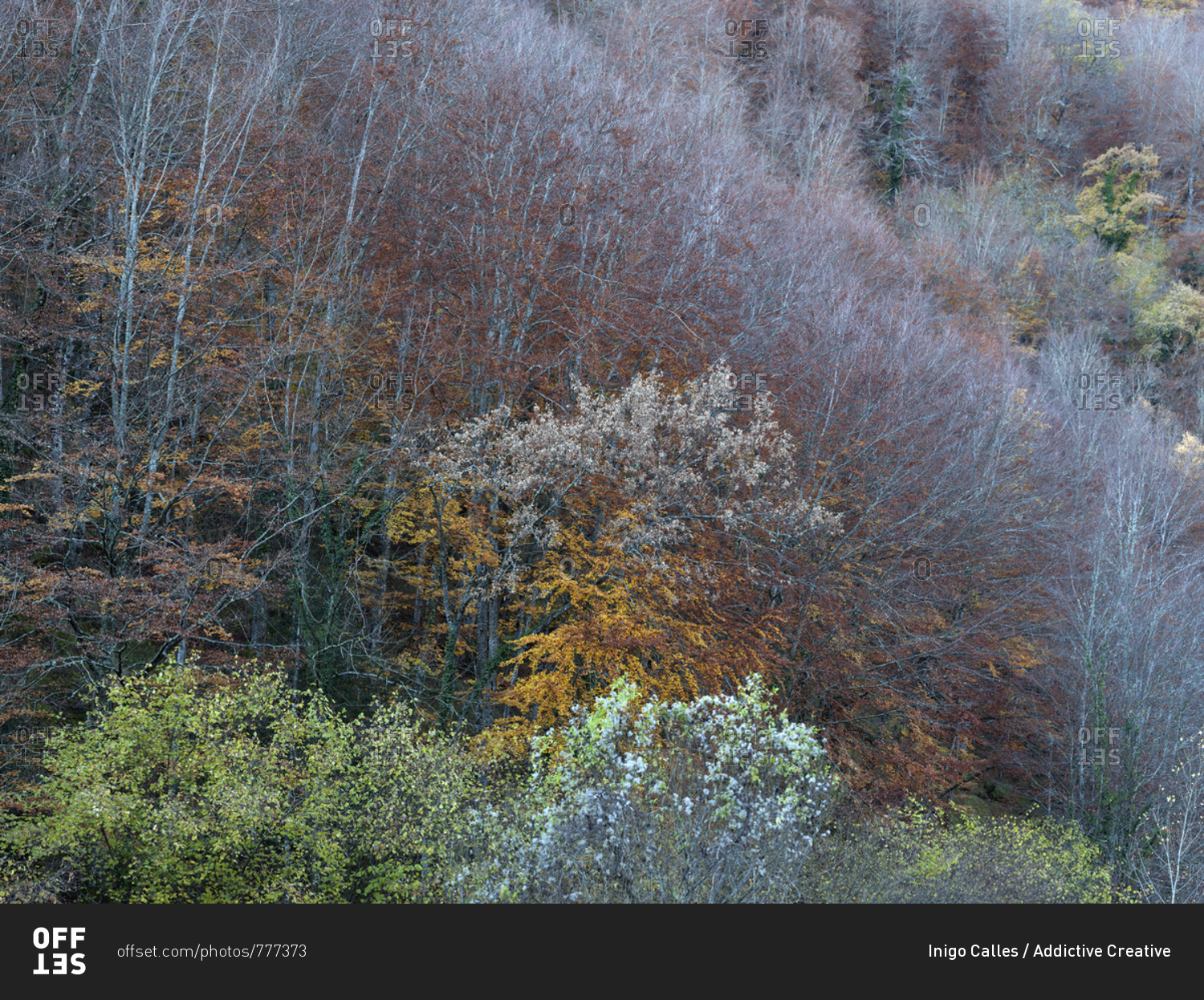View of aged trees growing on coniferous woods border, Cantabria, Spain