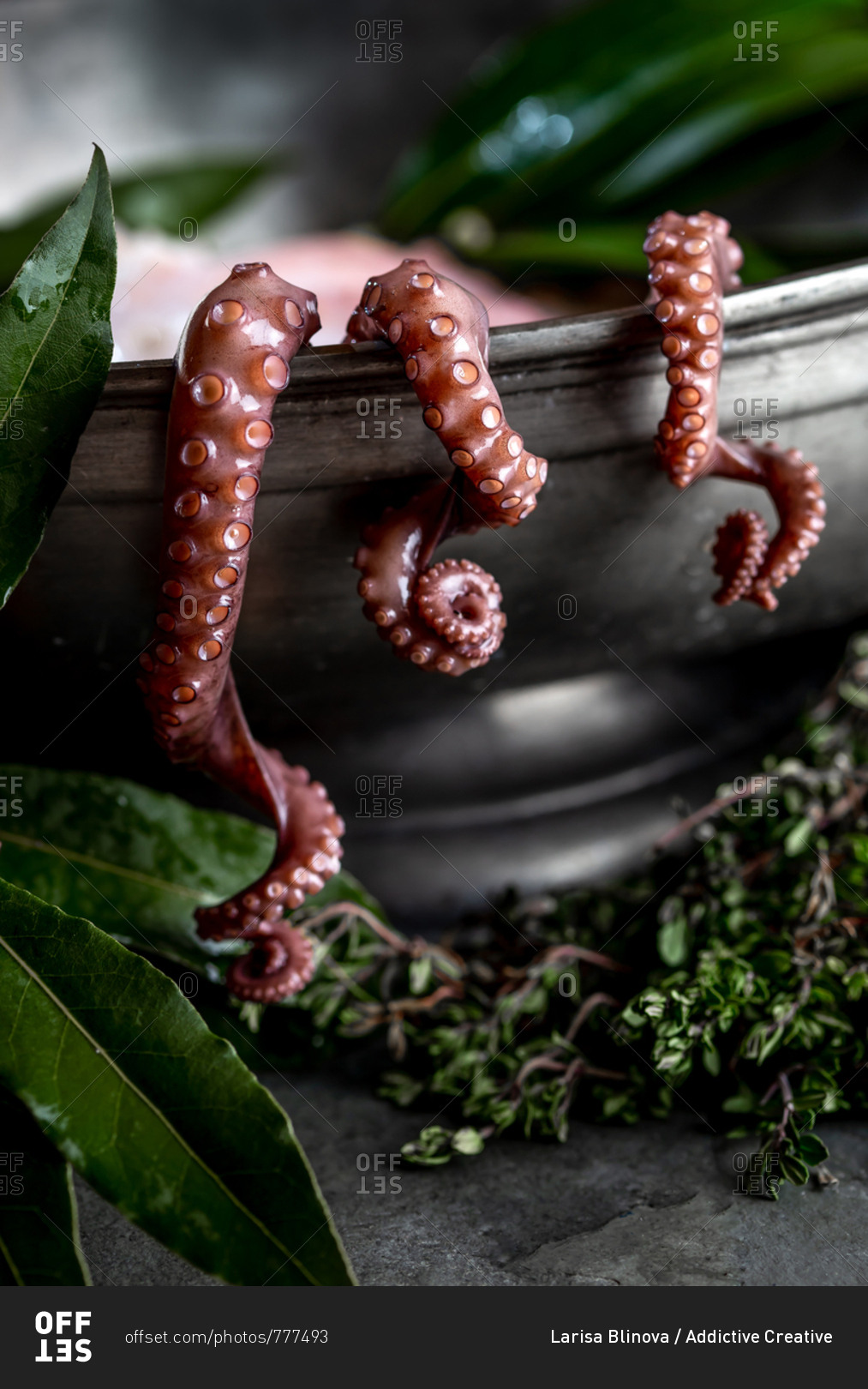 Fresh octopus tentacles with aromatic herbs lying in metal bowl in kitchen