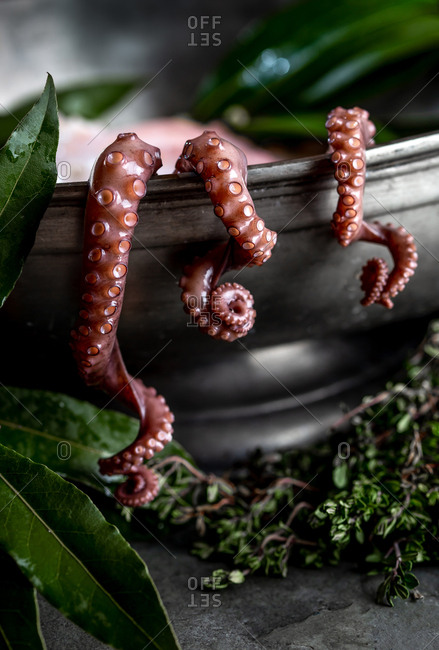 Fresh octopus tentacles with aromatic herbs lying in metal bowl in kitchen