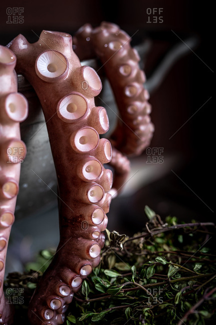 Closeup tentacles of tasty fresh octopus lying in bowl on kitchen table