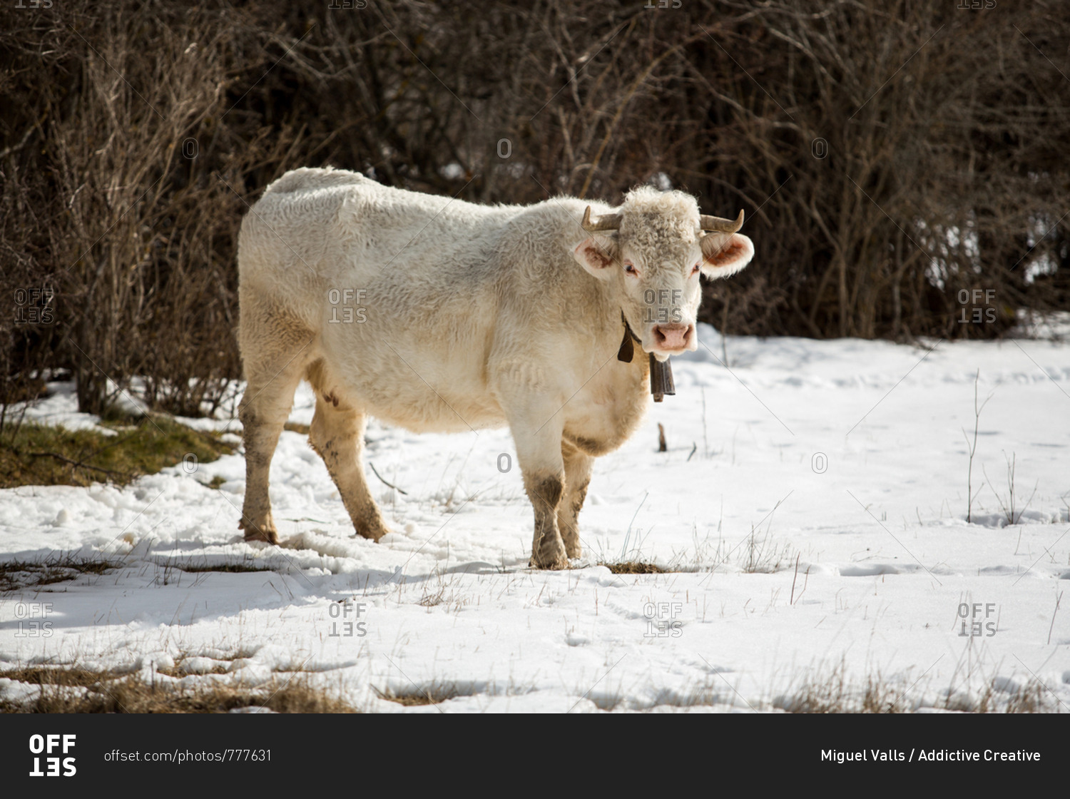 Beautiful white cow standing on fresh snow on sunny day in amazing winter countryside