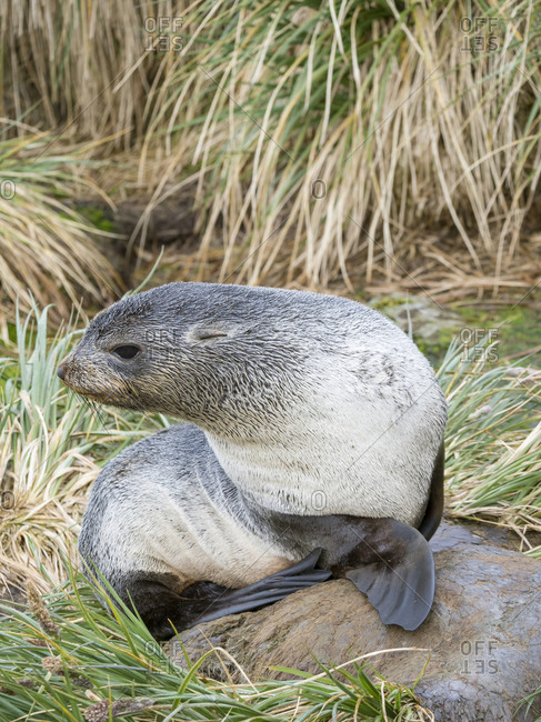 Antarctic Fur Seal (Arctocephalus gazella) in typical Tussock Grass.