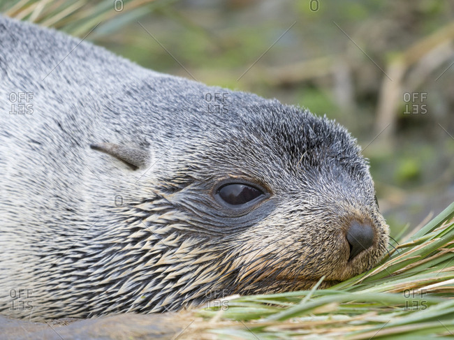 Antarctic Fur Seal (Arctocephalus gazella) in typical Tussock Grass.
