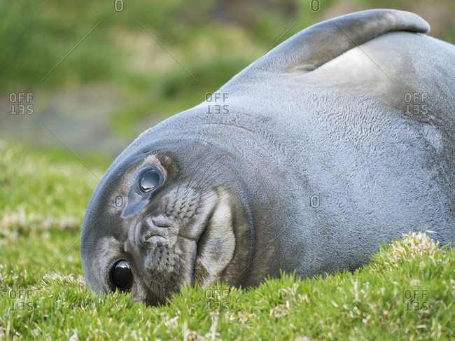 Southern elephant seal (Mirounga leonina) weaned pup on beach.
