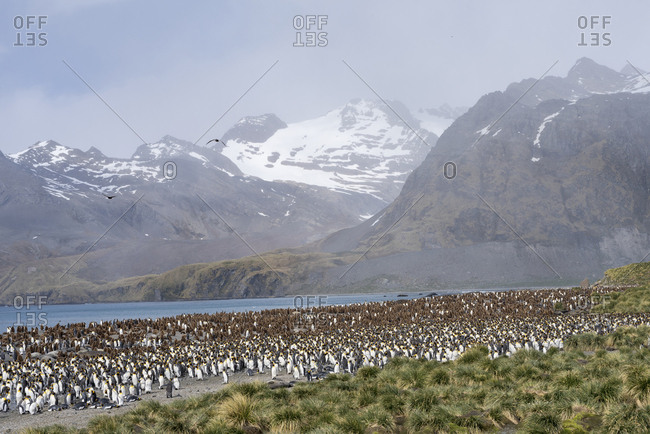 King Penguin (Aptenodytes patagonicus) on the island of South Georgia, rookery in Gold Harbor.