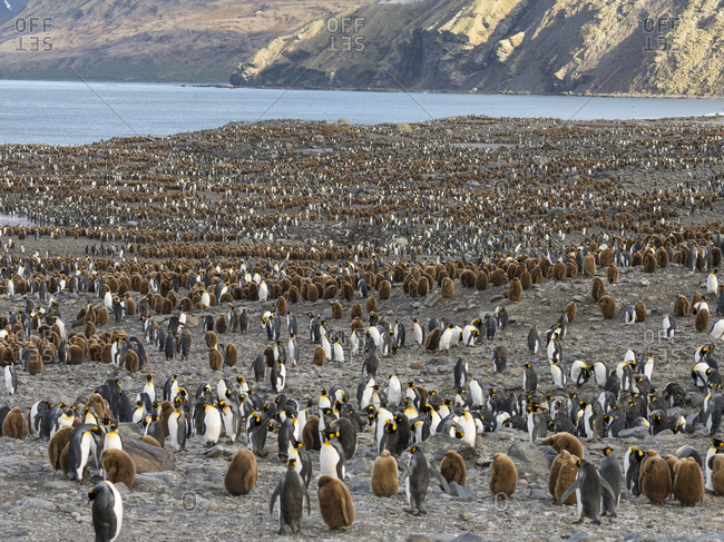 King Penguin (Aptenodytes patagonicus) on the island of South Georgia, rookery in St. Andrews Bay.